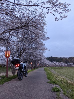  ソロツーリング 【桜・桜】