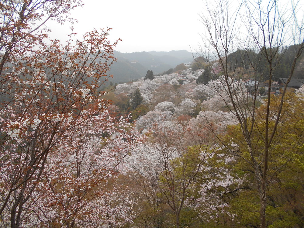  ソロツーリング 【桜、サクラ】